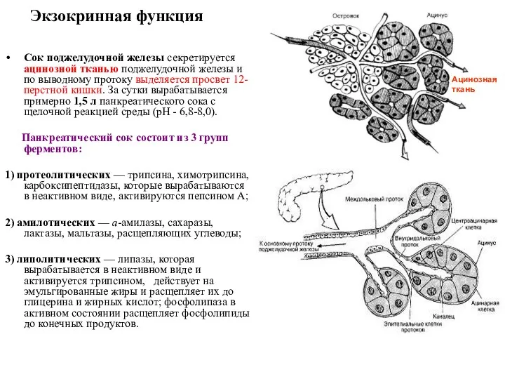 Экзокринная функция Сок поджелудочной железы секретируется ацинозной тканью поджелудочной железы