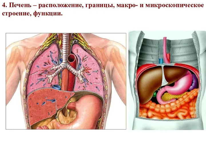 4. Печень – расположение, границы, макро- и микроскопическое строение, функции.