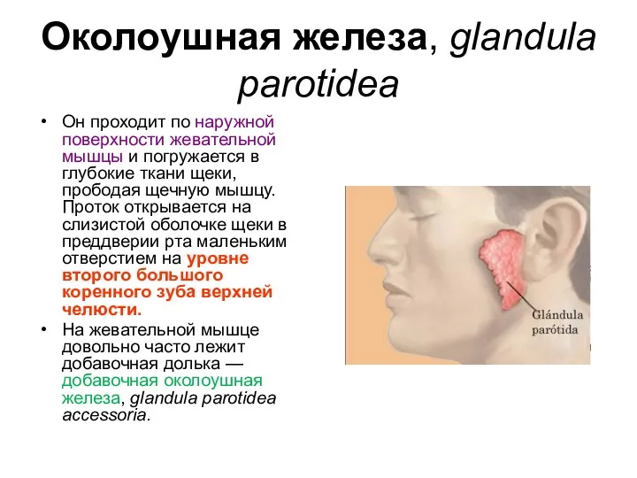 Околоушная железа, glandula parotidea Он проходит по наружной поверхности жевательной