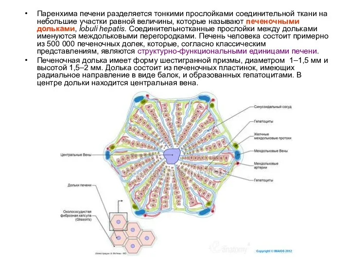 Паренхима печени разделяется тонкими прослойками соединительной ткани на небольшие участки