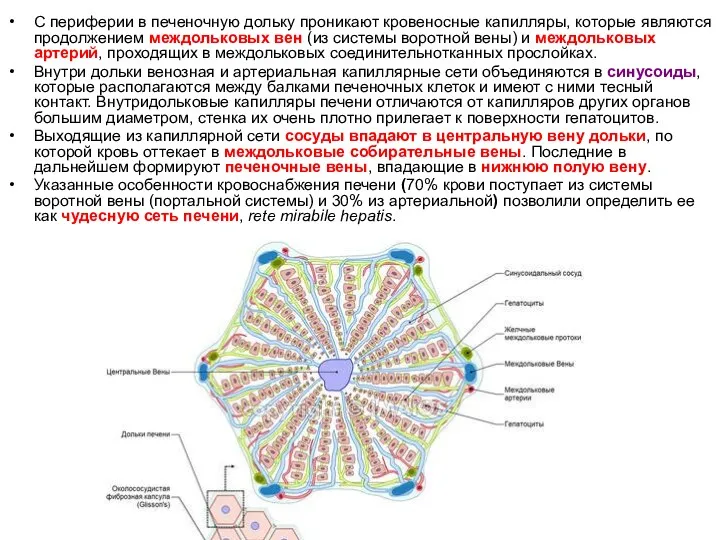 С периферии в печеночную дольку проникают кровеносные капилляры, которые являются