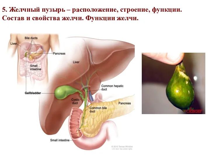 5. Желчный пузырь – расположение, строение, функции. Состав и свойства желчи. Функции желчи.