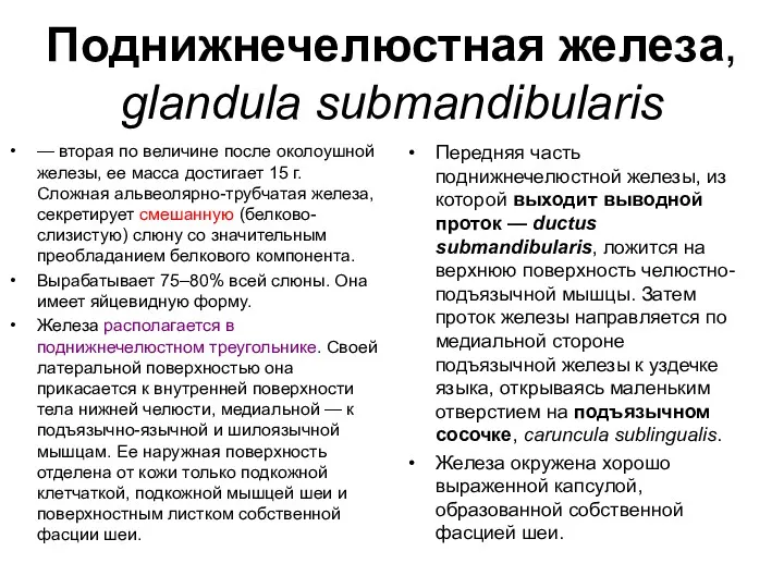 Поднижнечелюстная железа, glandula submandibularis — вторая по величине после околоушной