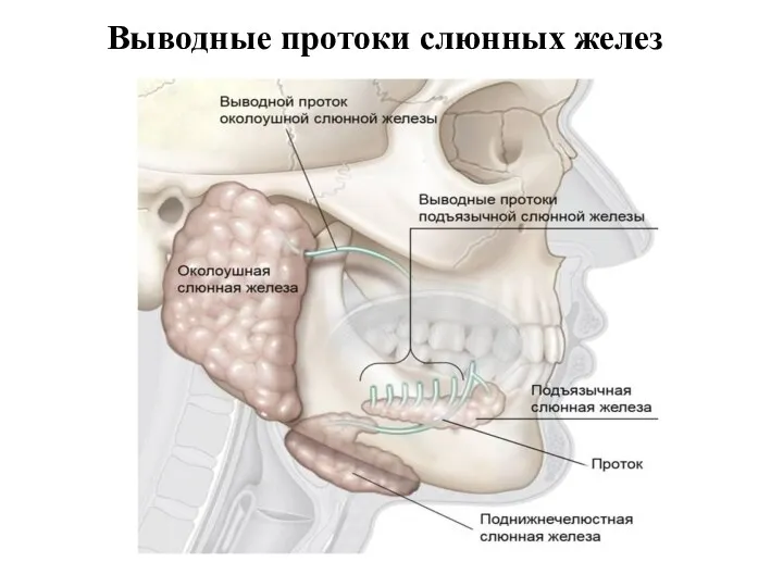 Выводные протоки слюнных желез