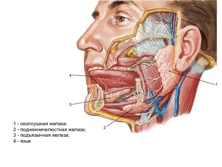 1 - околоушная железа; 2 - поднижнечелюстная железа; 3 - подъязычная железа; 4 - язык