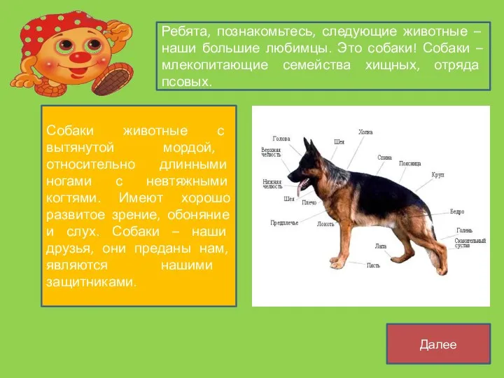 Ребята, познакомьтесь, следующие животные – наши большие любимцы. Это собаки!