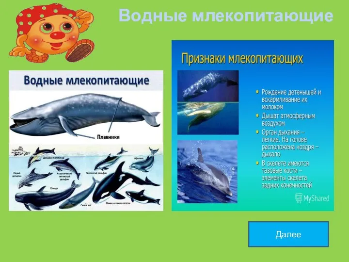 Водные млекопитающие Далее