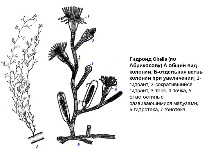 Гидроид Obelia (по Абрикосову) А-общий вид колонии, Б-отдельная ветвь колонии