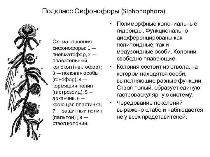 Подкласс Сифонофоры (Siphonophora) Полиморфные колониальные гидроиды. Функционально дифференцированы как полипоидные,