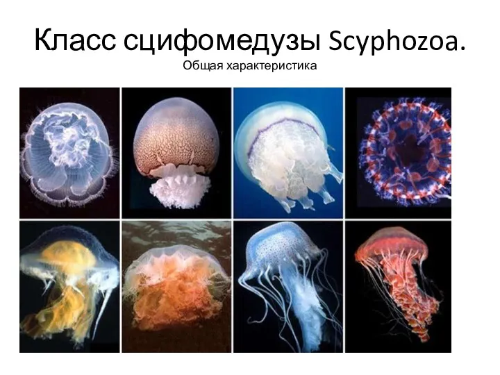 Класс сцифомедузы Scyphozoa. Общая характеристика
