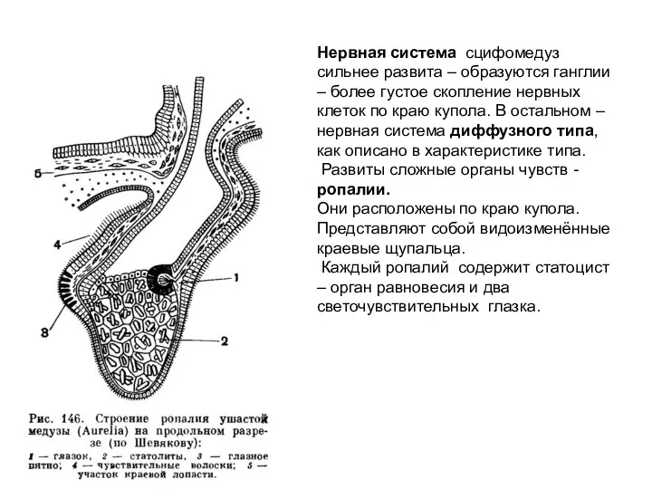 Нервная система сцифомедуз сильнее развита – образуются ганглии – более