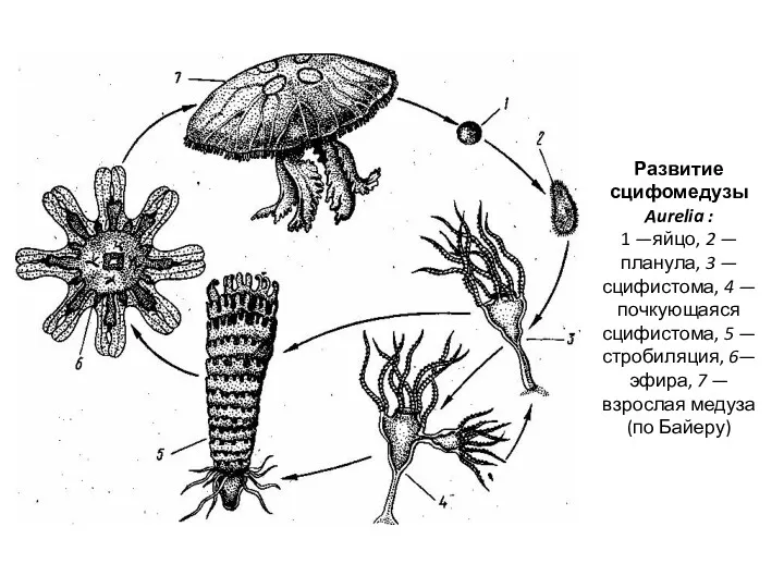 Развитие сцифомедузы Aurelia : 1 —яйцо, 2 — планула, 3