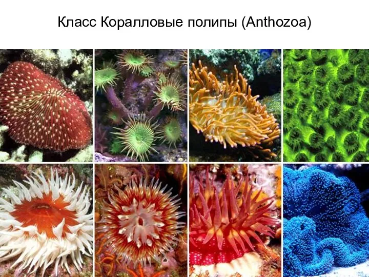 Класс Коралловые полипы (Anthozoa)
