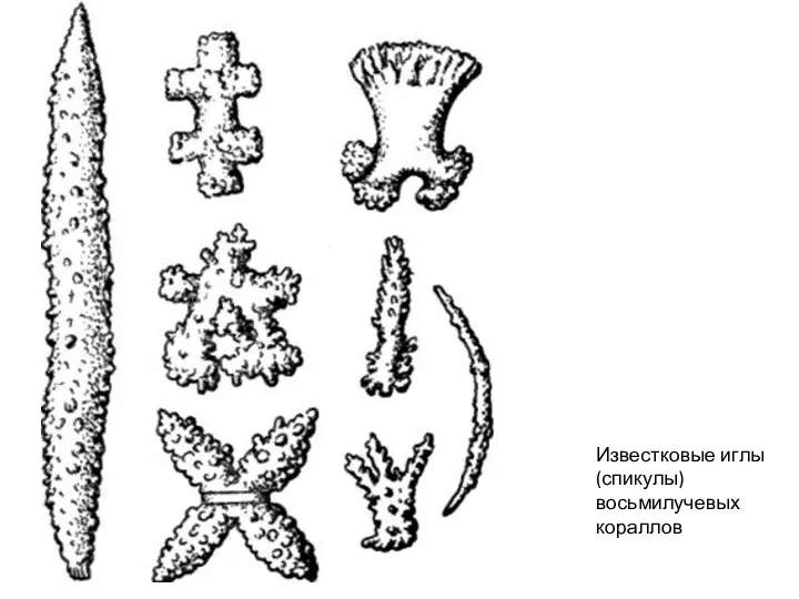 Известковые иглы (спикулы) восьмилучевых кораллов