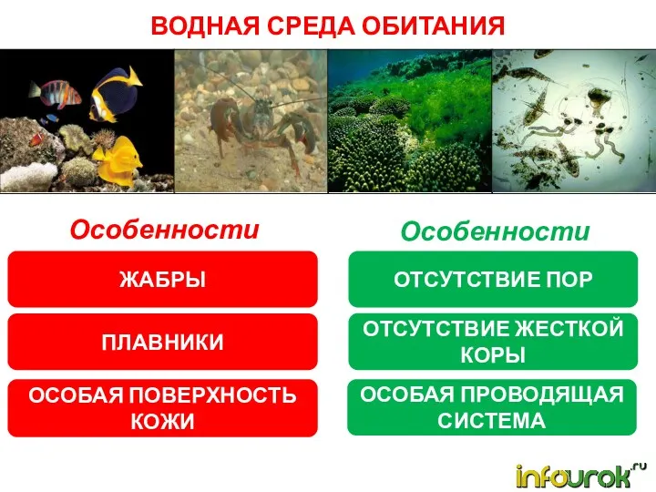 ВОДНАЯ СРЕДА ОБИТАНИЯ Особенности животных: Особенности растений: ЖАБРЫ ПЛАВНИКИ ОСОБАЯ