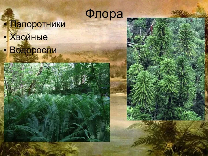 Флора Папоротники Хвойные Водоросли