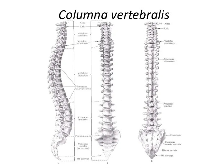 Columna vertebralis