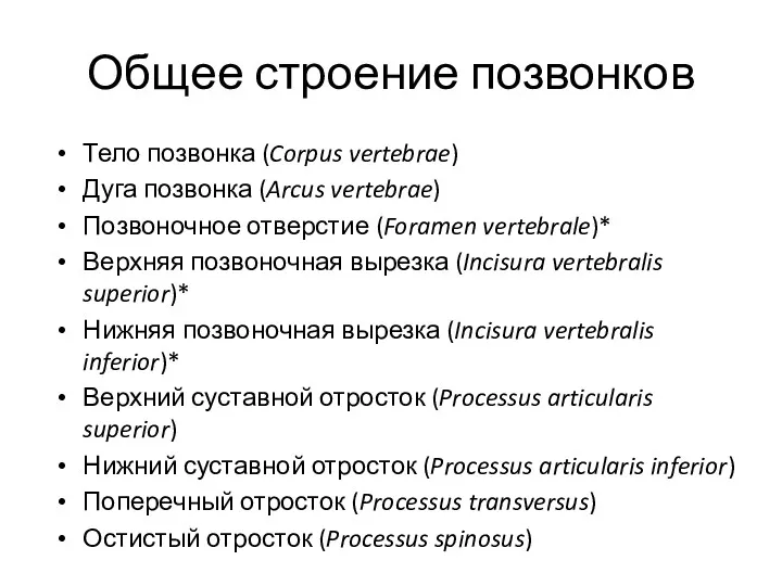 Общее строение позвонков Тело позвонка (Corpus vertebrae) Дуга позвонка (Arcus vertebrae) Позвоночное отверстие