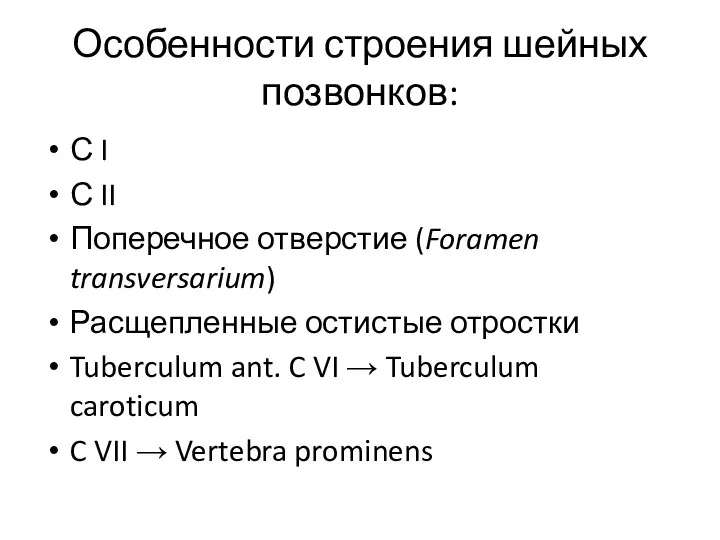 Особенности строения шейных позвонков: С I С II Поперечное отверстие (Foramen transversarium) Расщепленные