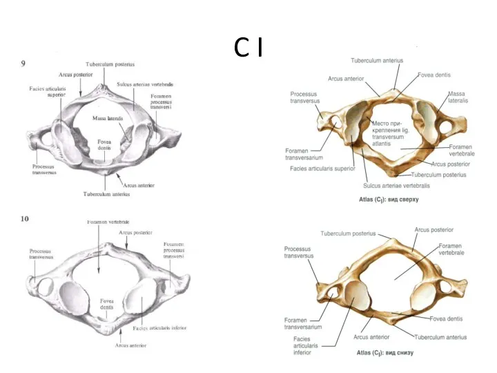 C I