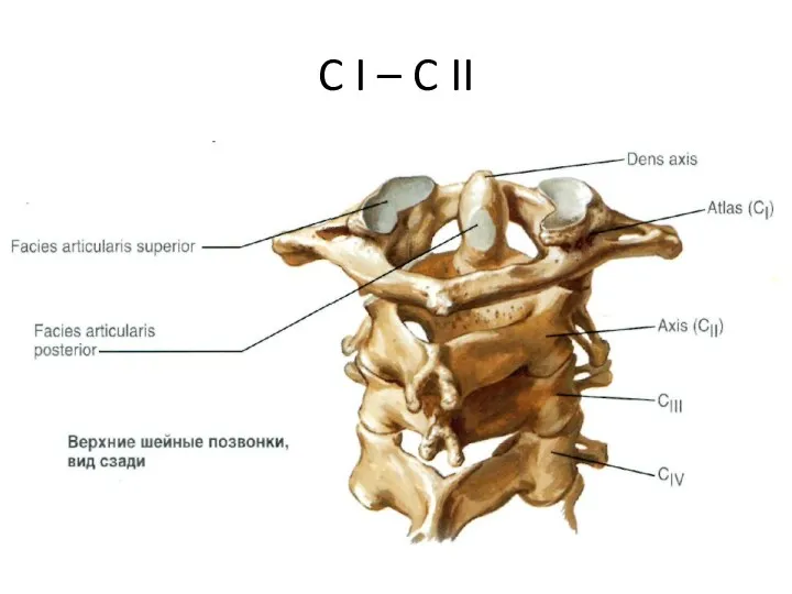 C I – C II