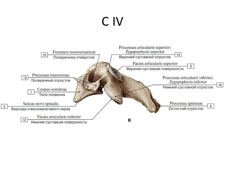 C IV