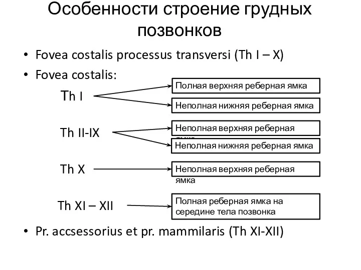 Fovea costalis processus transversi (Th I – X) Fovea costalis: Pr. accsessorius et
