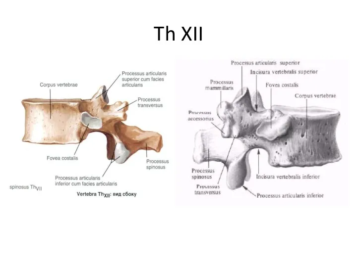 Th XII