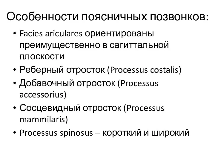 Особенности поясничных позвонков: Facies ariculares ориентированы преимущественно в сагиттальной плоскости Реберный отросток (Processus