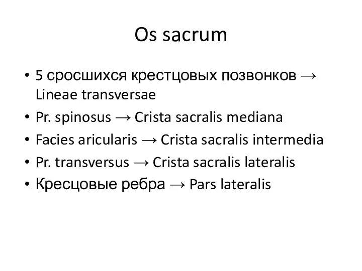 Os sacrum 5 сросшихся крестцовых позвонков → Lineae transversae Pr. spinosus → Crista