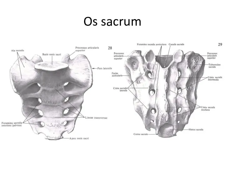 Os sacrum