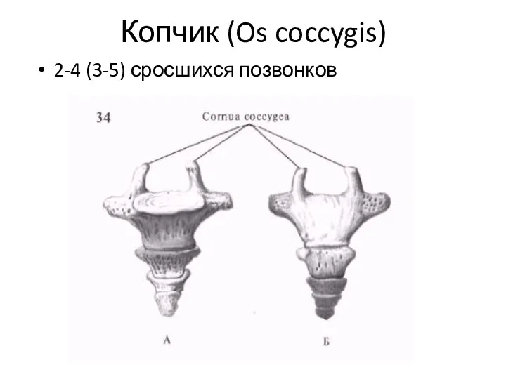Копчик (Os coccygis) 2-4 (3-5) сросшихся позвонков