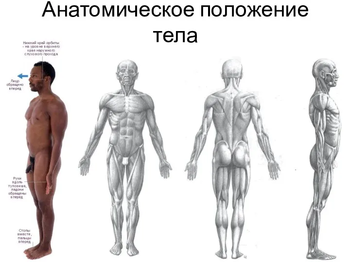 Анатомическое положение тела
