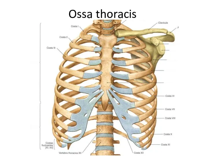 Ossa thoracis
