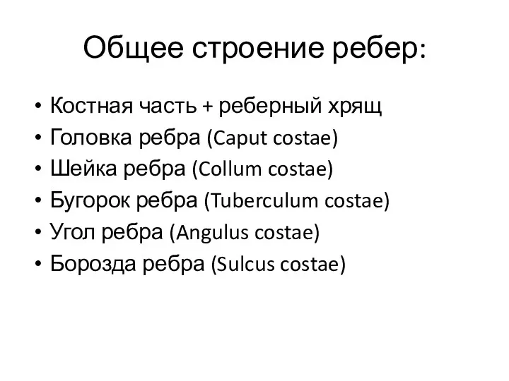 Общее строение ребер: Костная часть + реберный хрящ Головка ребра (Caput costae) Шейка