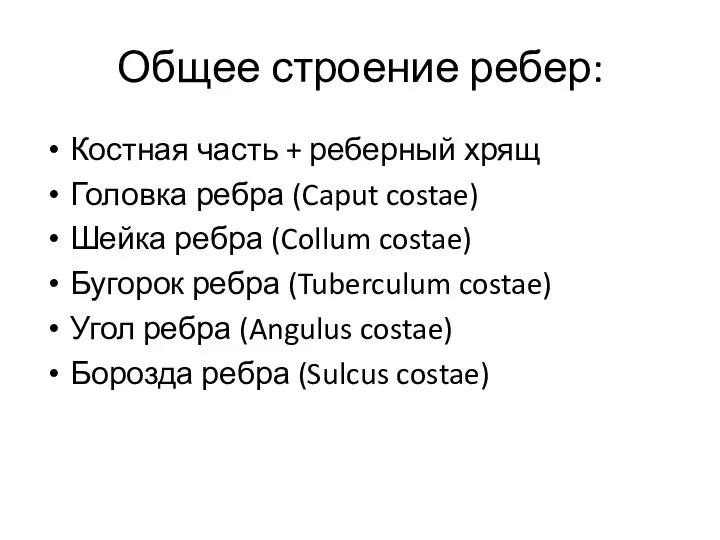 Общее строение ребер: Костная часть + реберный хрящ Головка ребра