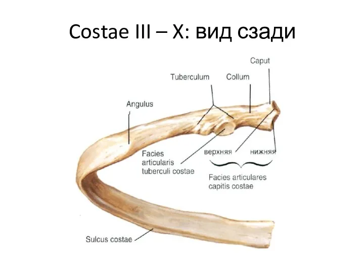 Costae III – X: вид сзади