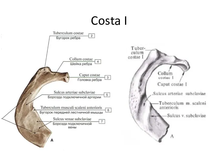 Costa I