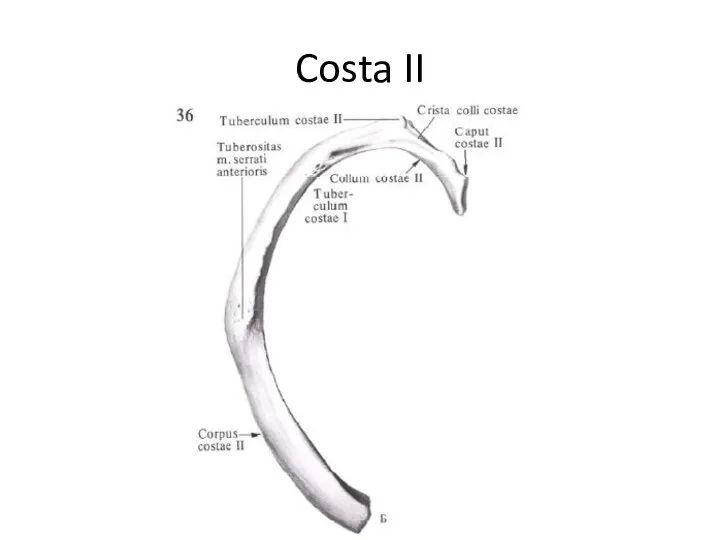 Costa II