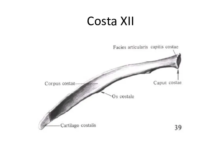Costa XII