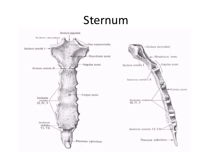 Sternum
