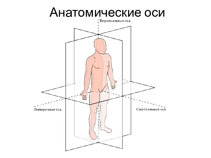 Анатомические оси