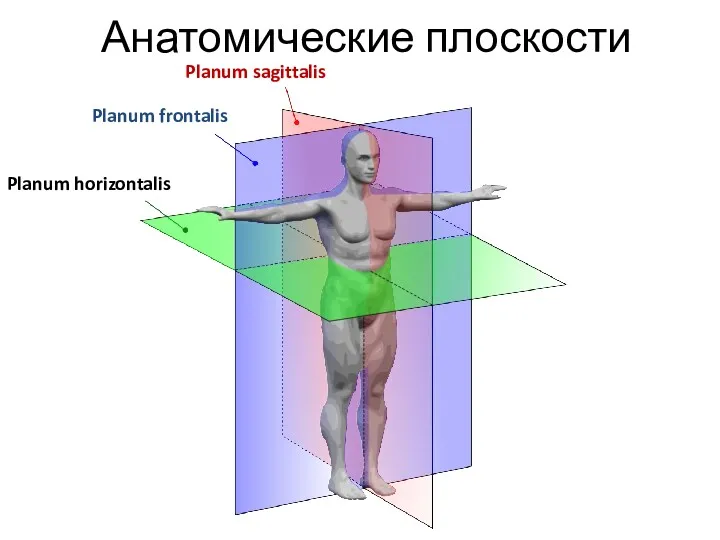 Анатомические плоскости Planum sagittalis Planum horizontalis Planum frontalis