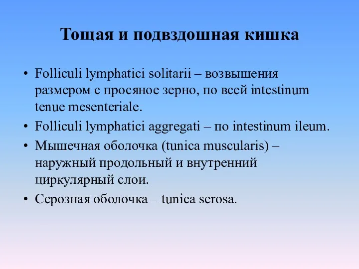 Тощая и подвздошная кишка Folliculi lymphatici solitarii – возвышения размером