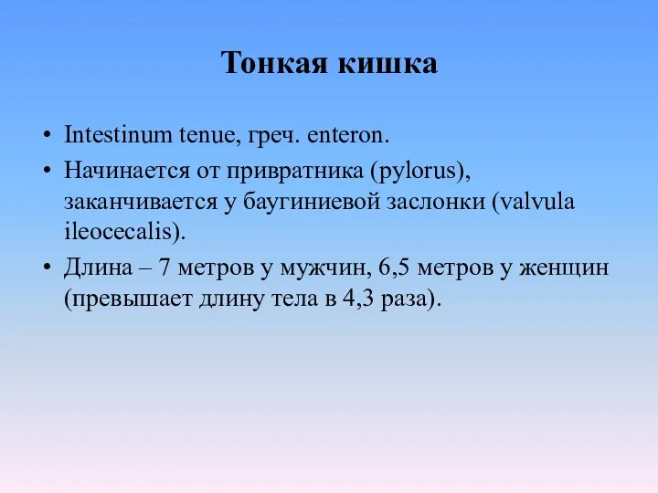 Тонкая кишка Intestinum tenue, греч. enteron. Начинается от привратника (pylorus),