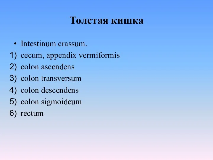 Толстая кишка Intestinum crassum. cecum, appendix vermiformis colon ascendens colon transversum colon descendens colon sigmoideum rectum
