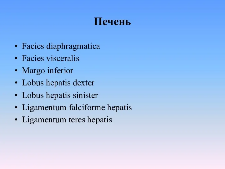 Печень Facies diaphragmatica Facies visceralis Margo inferior Lobus hepatis dexter