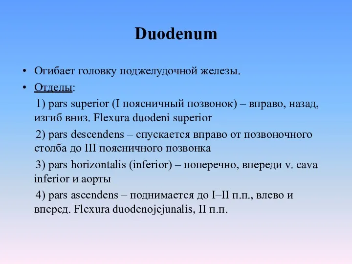 Duodenum Огибает головку поджелудочной железы. Отделы: 1) pars superior (I