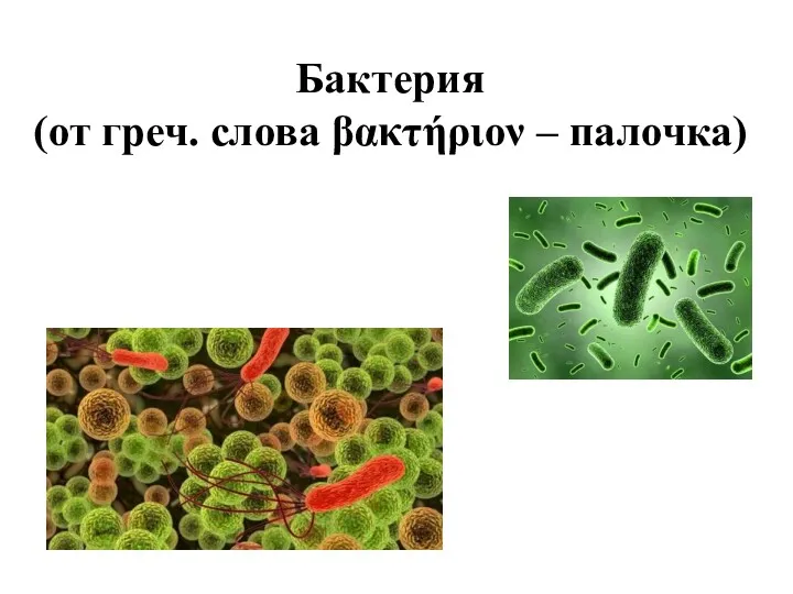 Бактерия (от греч. слова βακτήριον – палочка)