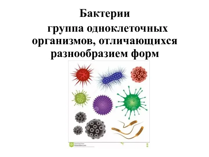 Бактерии группа одноклеточных организмов, отличающихся разнообразием форм
